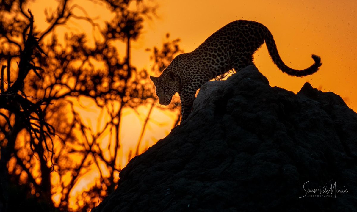 WeAreWilderness's tweet photo. A young leopard explores his surroundings as his mother (Marathodi) is out hunting. He was seen around Baobab Bob this morning.
Images by Sean Van Der Merwe
#Olympus #Mombo #Omdinspired #Zuiko #thisisbotswana #deltacats #wearewilderness https://t.co/pvocij6Fzv
