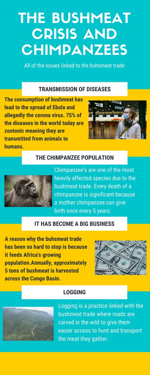 Markyg_Greek's tweet photo. Here is my infographic on the issues that are linked to the bushmeat crisis and chimpanzees. #39canimals https://t.co/Hh8leDN3NQ