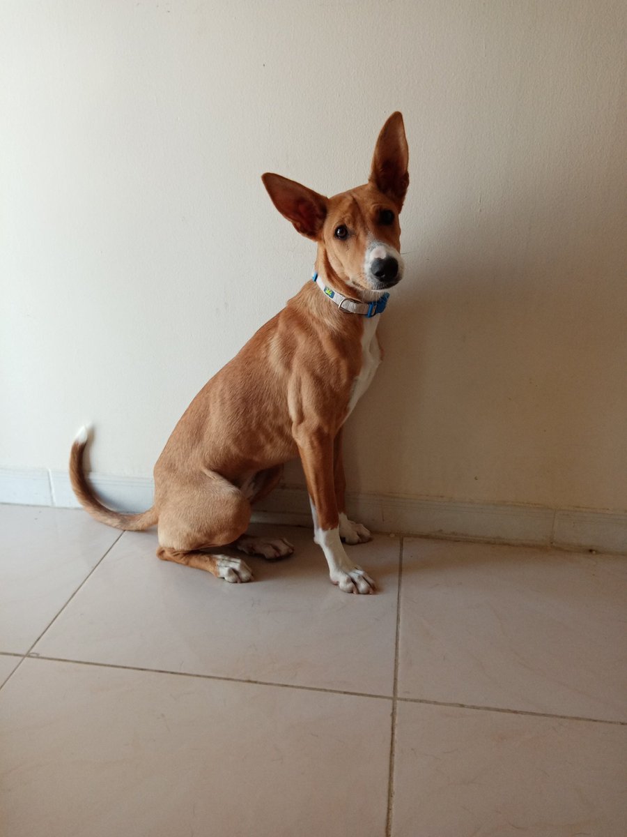 rhicam18's tweet photo. When I came to Oman 8 months ago, to teach, I never for one moment, imagined I'd be fostering traumatised puppies. 3 months later, I'm still learning! #wadidogs #dogsofoman #dogrescue #thewavedogandcatrescue #firsttimefoster https://t.co/0zT5np2eeE