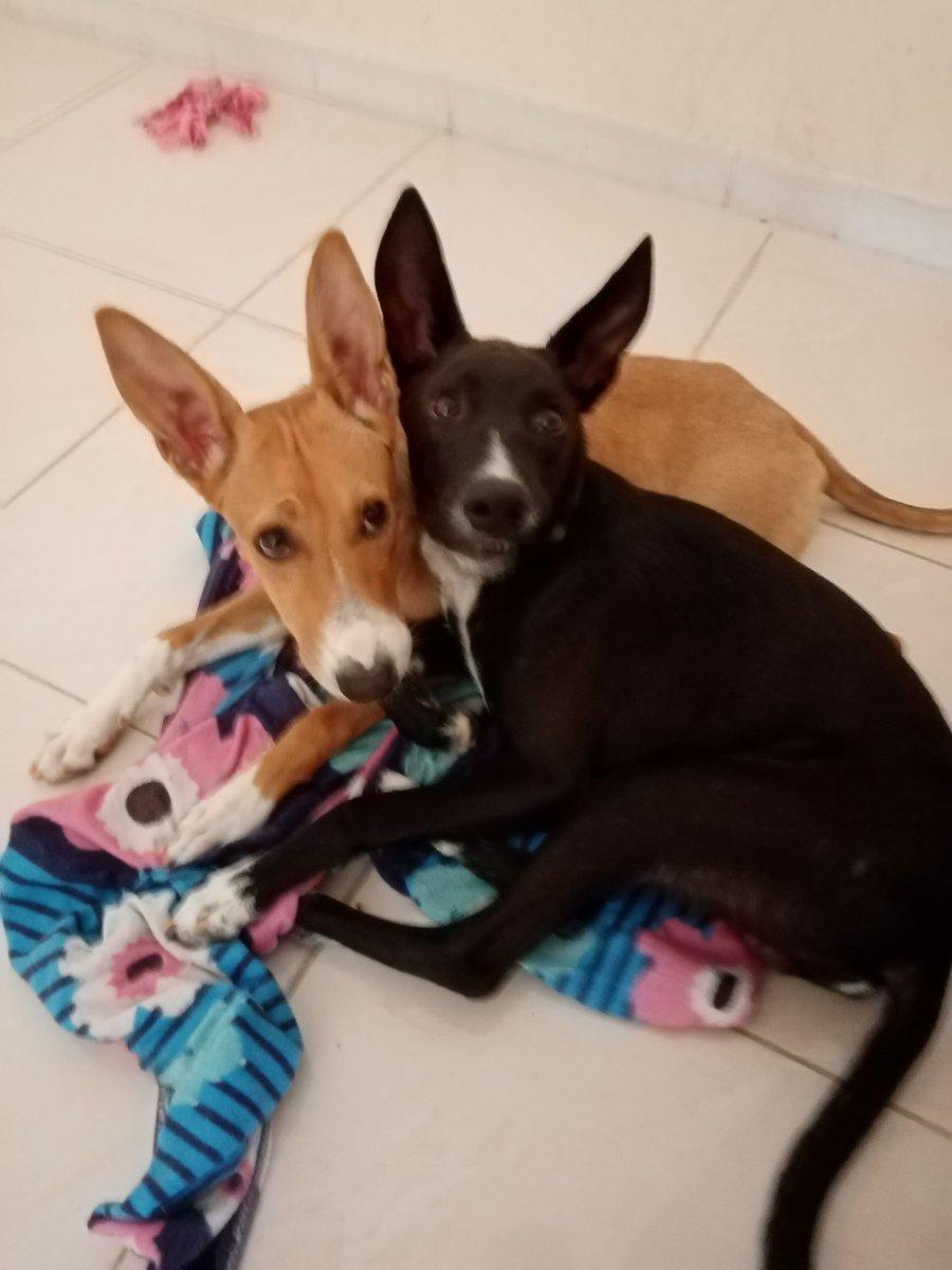 rhicam18's tweet photo. When I came to Oman 8 months ago, to teach, I never for one moment, imagined I'd be fostering traumatised puppies. 3 months later, I'm still learning! #wadidogs #dogsofoman #dogrescue #thewavedogandcatrescue #firsttimefoster https://t.co/0zT5np2eeE