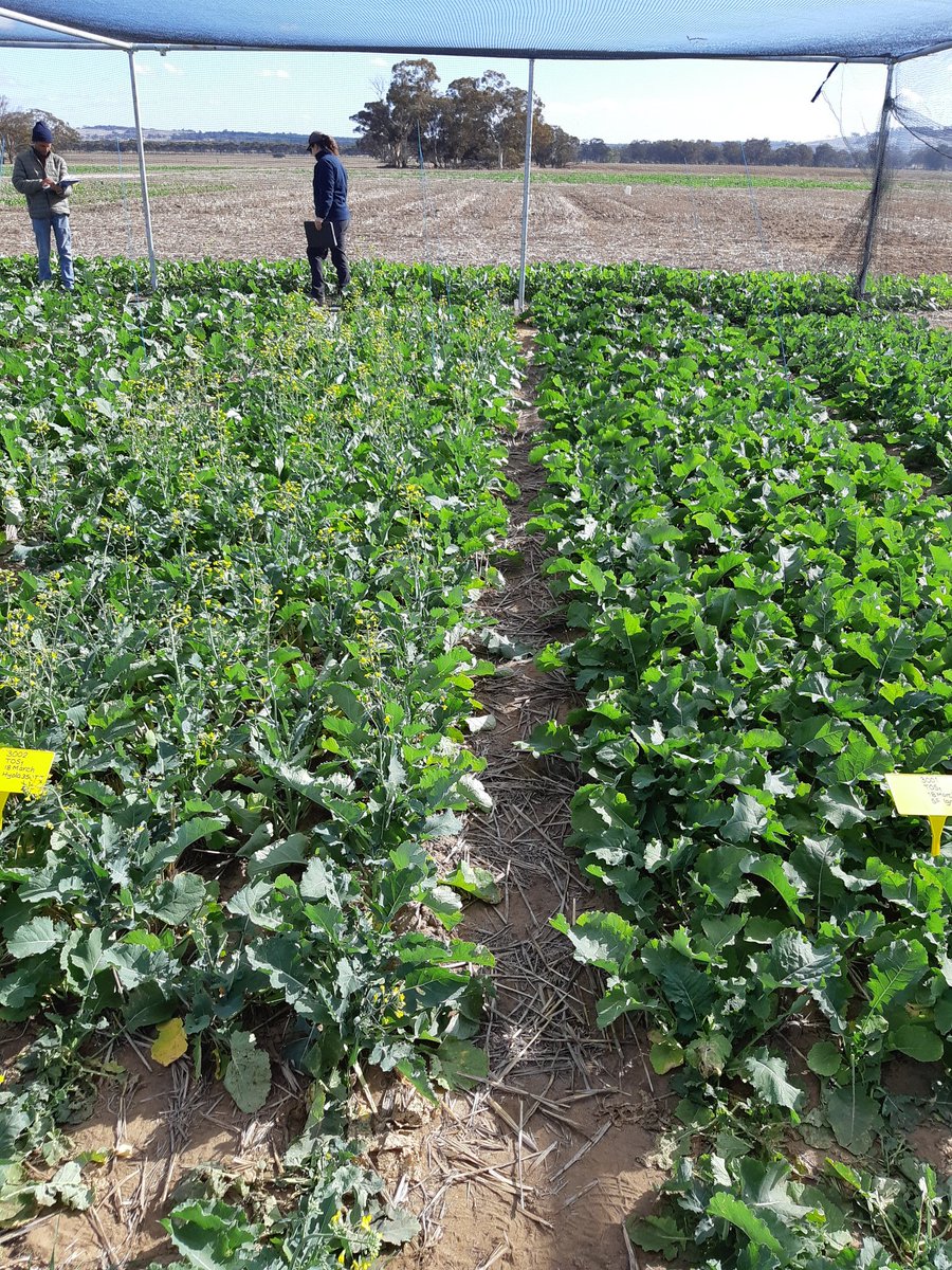 JackieBucat's tweet photo. Back on track now. TOS 4 canola sown at Dale, Wongan Hills, Mullewa and Grass Patch. Photos below from Dale TOS1 (18th March). Flowering Hyola 350TT beside SF Ignite. #DPIRD_broadacre #theGRDC https://t.co/Guet9HAODx