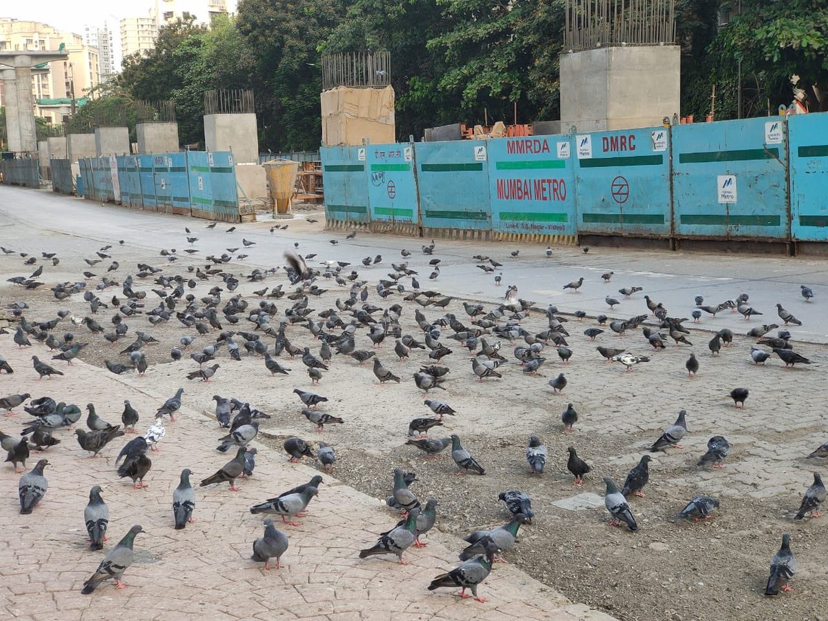 This is today early morning post feeding. How many will die? In simple language, being true animal lovers can We let this go on? Is road a place to feed birds? Harassment in lockdown continues. #jagolokhandwala