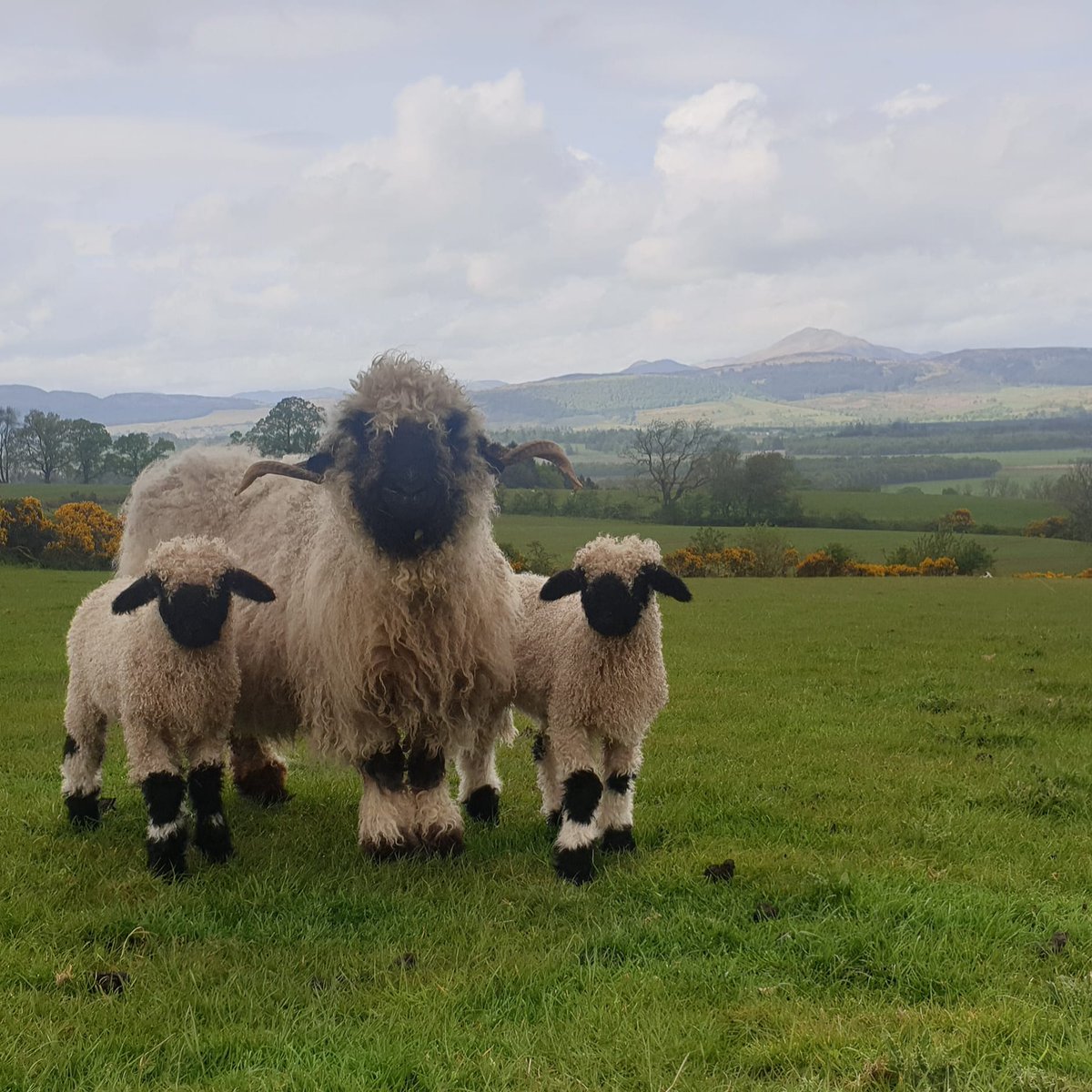 Arnbeg's tweet photo. Dreicht morning 

#foreverflock #arnbegfarmstayscotland #valaisblacknose https://t.co/GVk6yzJA5r