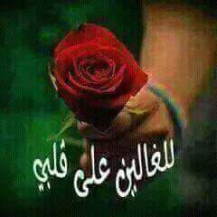 raen223's tweet photo. باليززززززززز لاااااايك ورتويت ع الاقل اعتبرها هديه  العيد دعم منكم
  أجمل وردة حمراء لكل لي شارك https://t.co/fZ6YVlO8Cm