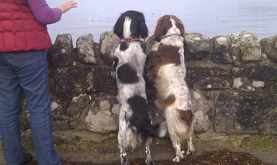 Skye with her late mum, Jazz, peeping expectantly over the wall <a href="/scottishloch/">Loch Lomond</a> looking for the ducks that created the exciting inspiration for one of her  beautifully illustrated #storybooks I love their matching tail sways....#lovedogs