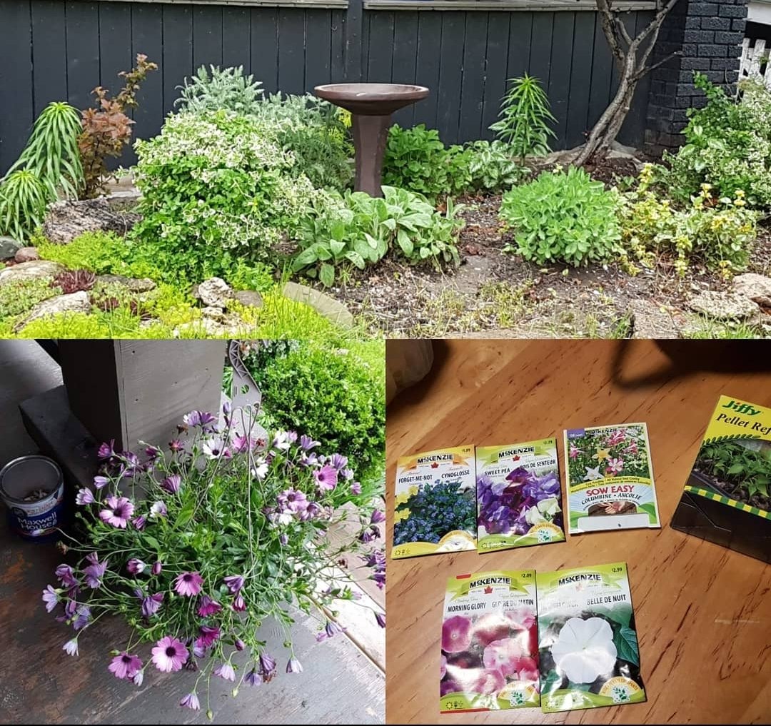 gquilts's tweet image. #FirstSpring in my #newhome and I'm having a blast deciding what to do #Birdbath that looks much better than expected, #floweringvines, 2 amazing hanging plants, #seeds,  looking to #planting

#lovegardening #springtime #firstspringhere #springlook #gardeningtherapy #homestyle