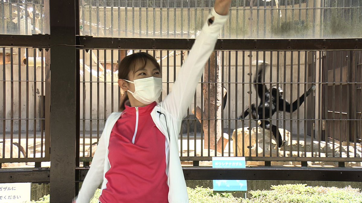 南海放送 News Ch 4 公式 きょうの チャン4 は ch zoo 青木アナが 動物の動きを真似する 動物エクササイズに挑戦 こちらに興味津々のテナガザル 見慣れない キリンの開脚 前屈 フラミンゴの真似は 超難題 動物に癒され 南海放送 News Ch 4 公式 きょうの チャン4 は ch zoo 青木アナが 動物の動きを真似する 動物エクササイズに挑戦 こちらに興味津々のテナガザル 見慣れない キリンの開脚 前屈 フラミンゴの真似は 超難題 動物に癒され