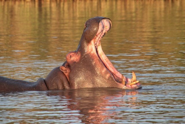 ClaracanadaG's tweet photo. Quedaremos impresionados al visitar el Humedal de Santa Lucia en #Sudáfrica, el mayor estuario del continente Africano.
Y no solo eso, aquí encontraremos a los impresionantes hipopótamos o cocodrilos.
#1GIATporelmundo https://t.co/qpu5gRBJhm