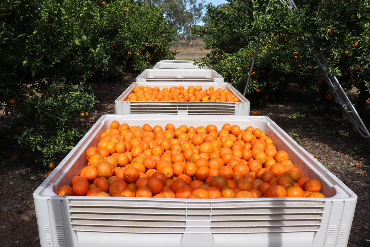Ironbark Citrus tweet media