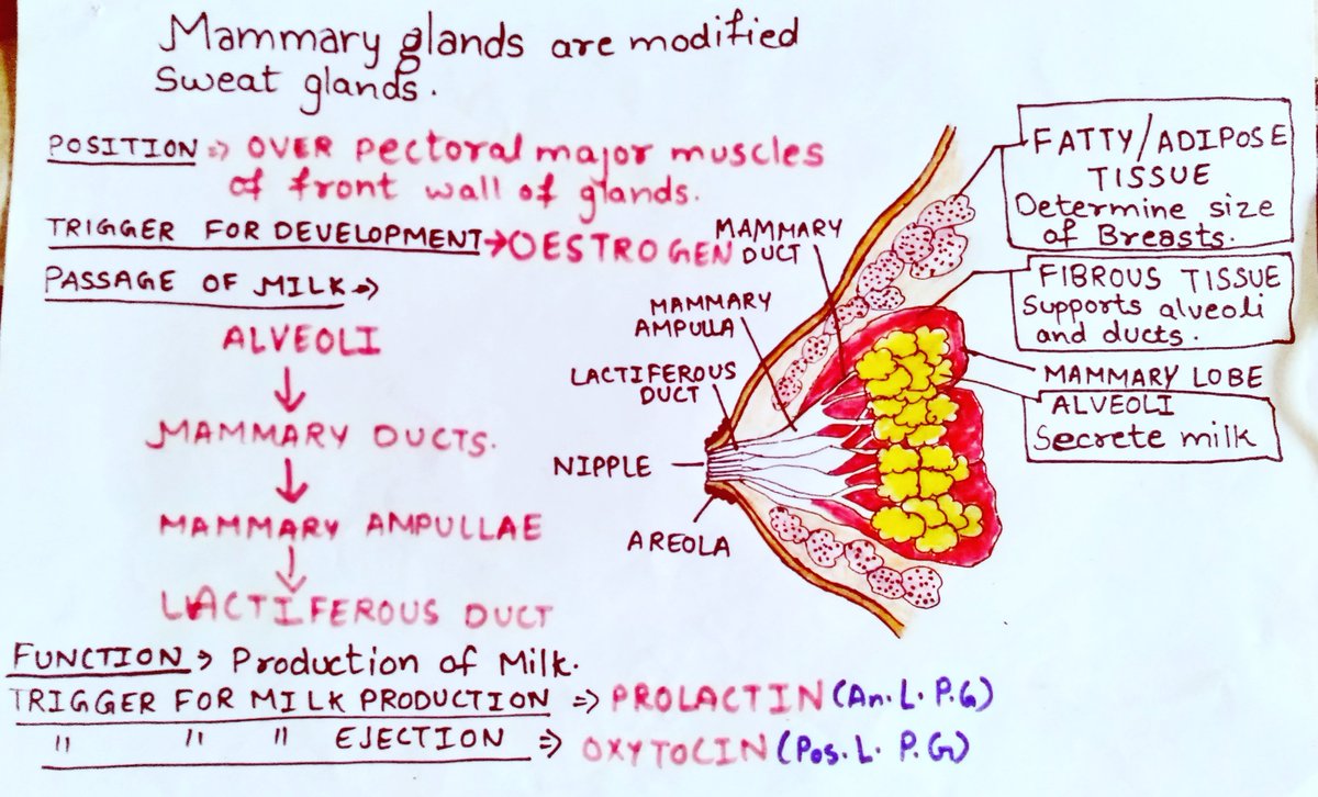 made_study's tweet photo. Breast anatomy #biology #biologyteacher
#lifescience
#anatomy
#biologyclass12 https://t.co/GX5OOd8Jk2
