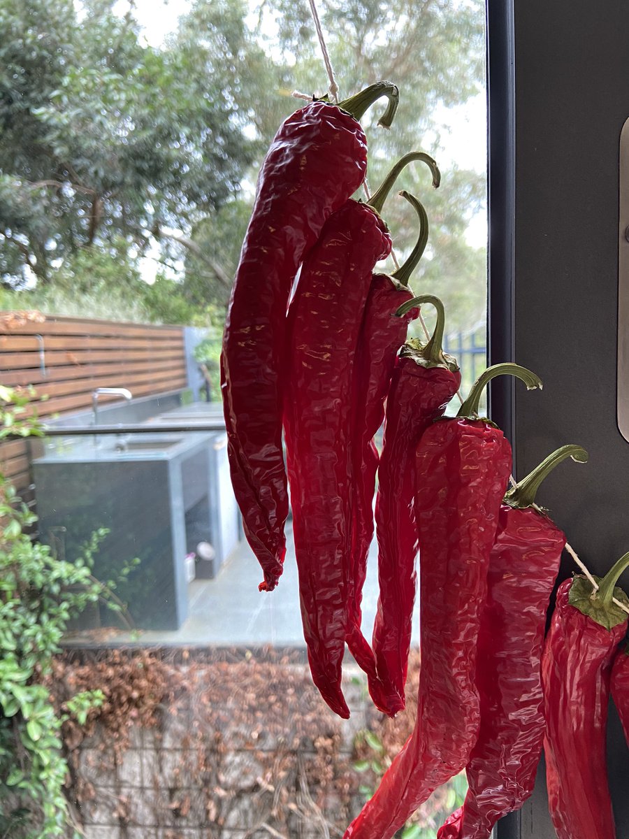 The past two weeks of glorious Autumn sunshine have helped the drying of the red capsicums from Lina. Still got a long way to go to catch up with Lina’s own fully-fried capsicums hanging in the pantry, as seen in first photo. #rosecreekestate