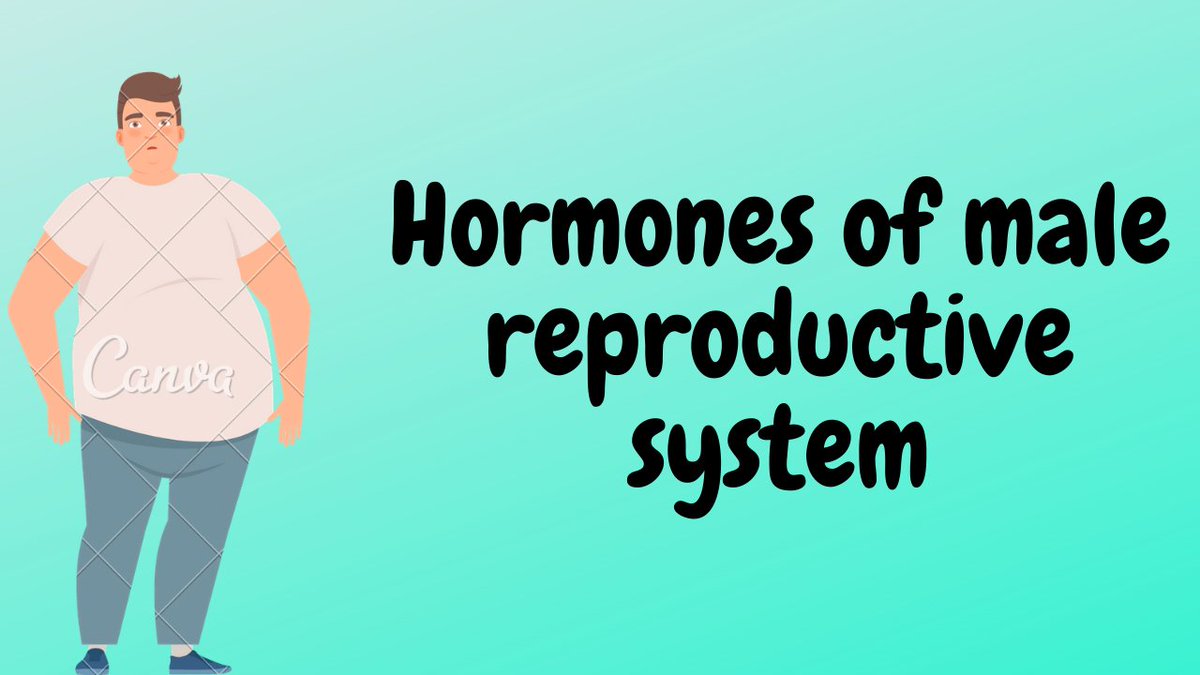 made_study's tweet photo. https://t.co/yPK7LbcRdK 
#hormones #biologmajor # biology #malehealth #endocrinesystem https://t.co/O0Iw40VWpc