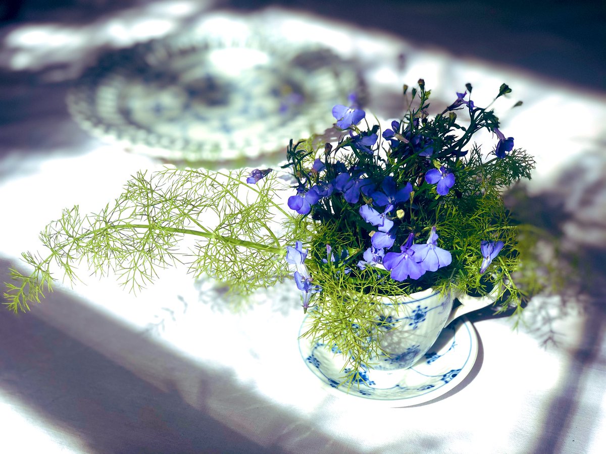 Look at her - Little Miss Lobelia in the morning light ........ #lobelia #blueflute #royaldanishcopenhagen #gardening #instagardening #gardeningismytherapy #gardeninglove #gardenplants #summerplants #sommerplanter