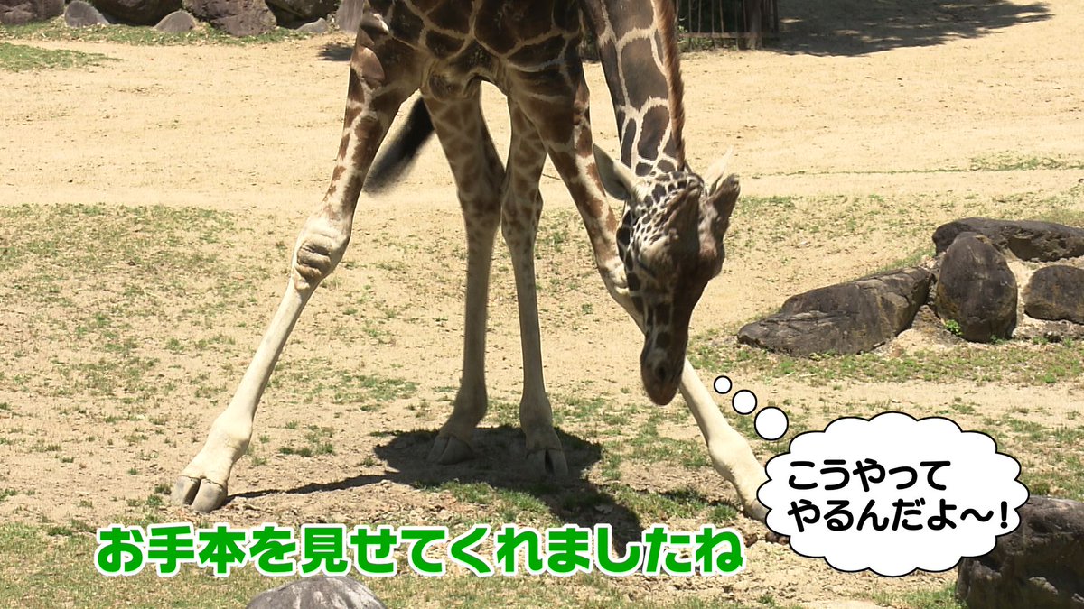 動物エクササイズ Twitter Search 動物エクササイズ Twitter Search