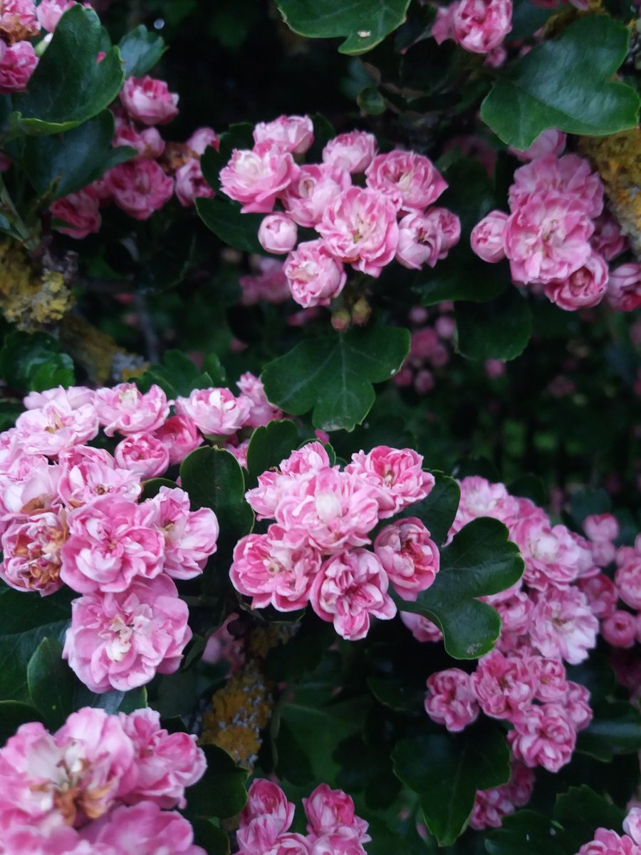 silverbirch701's tweet image. #WalkWhereYouMay I love seeing  this beautiful blossom when out walking in my local park. A virtual prize and a pat on the back to those who can identify what it is........ #treewardens