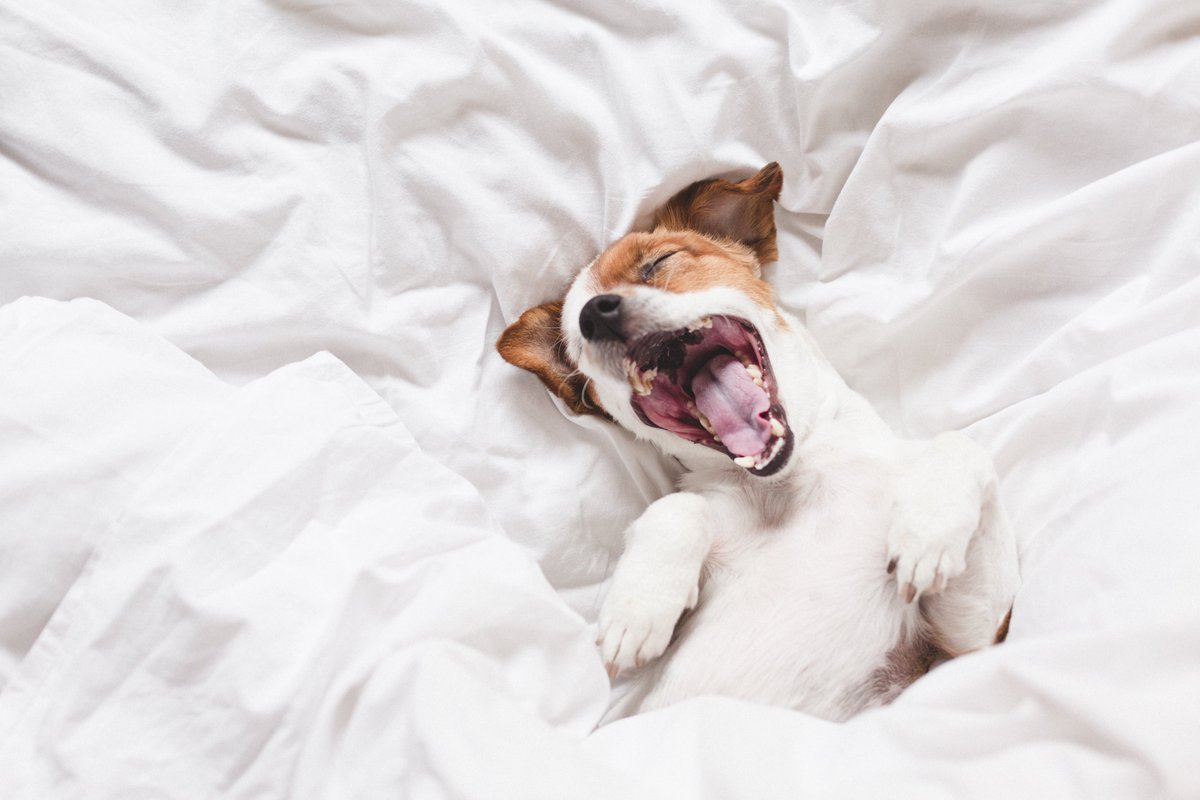 pure_down's tweet photo. We make very comfortable bedding, every dog agrees lol
#puredown #bedding #sleeponit #dogs https://t.co/QAtYxhfYJh