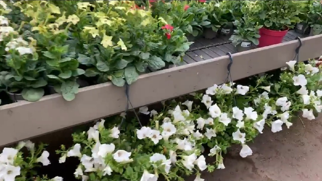 New delivery! We're open from 9am so you can get your garden #chelseaflowershow ready! We also offer home delivery or click and collect. hillmount.co.uk