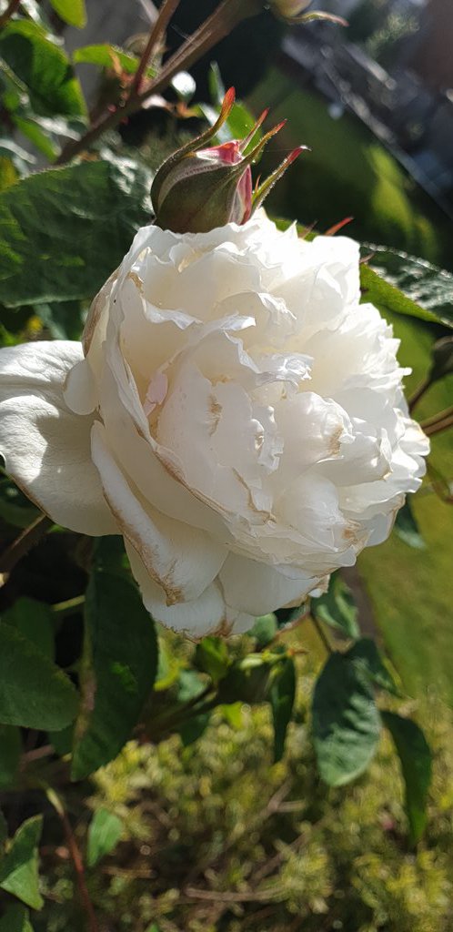 Brad84MJ's tweet photo. @DAustinRoses This is our Winchester Cathedral standard rose. Every year it has loads of beautiful white flowers but this year a mix of seperate pink and white. Why is this? Just intrigued. 🥰 https://t.co/ZJO9xCT34m