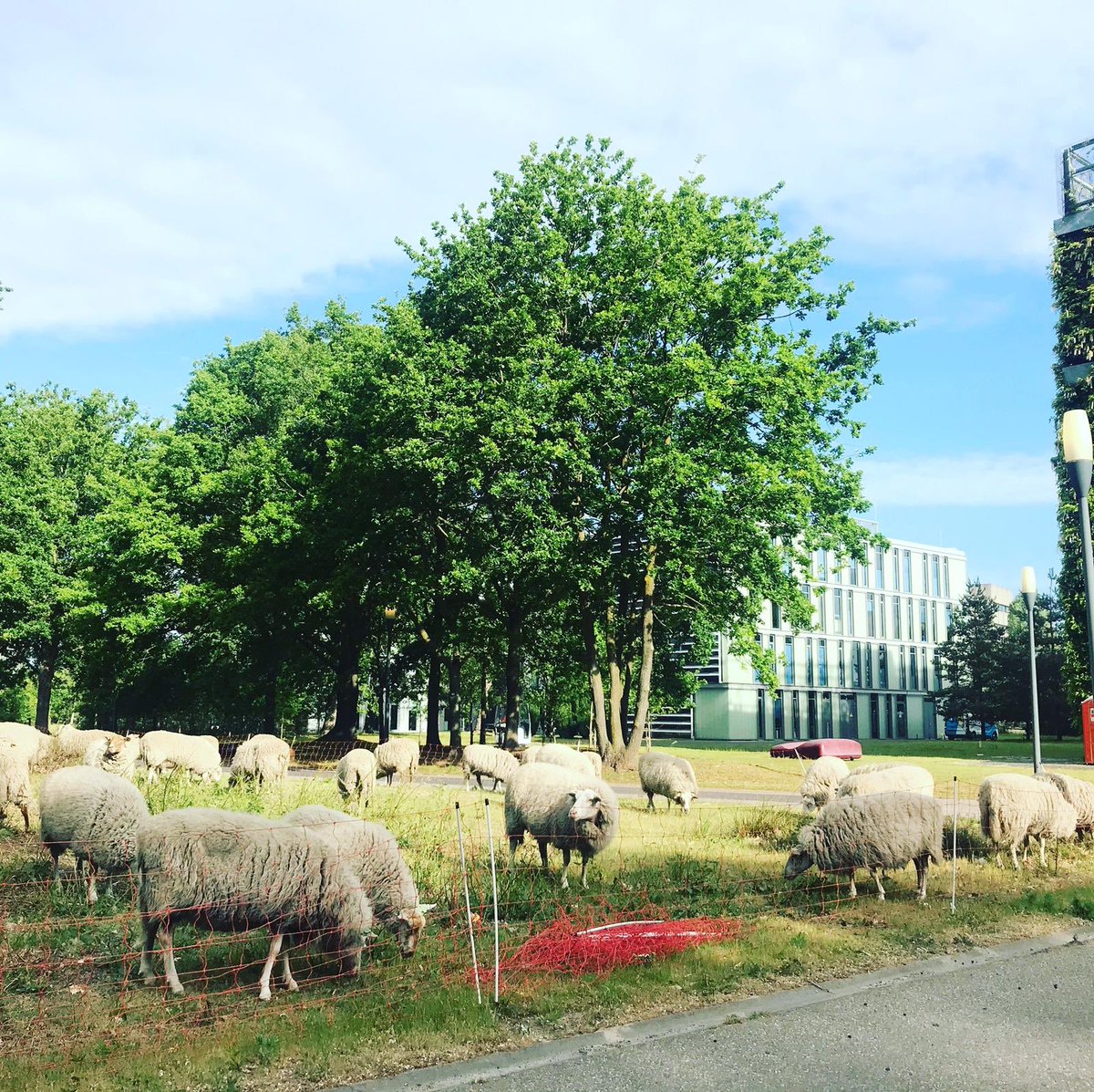 Our mowing friends are back in town!!🐑🐑🐑 #hightechcampus