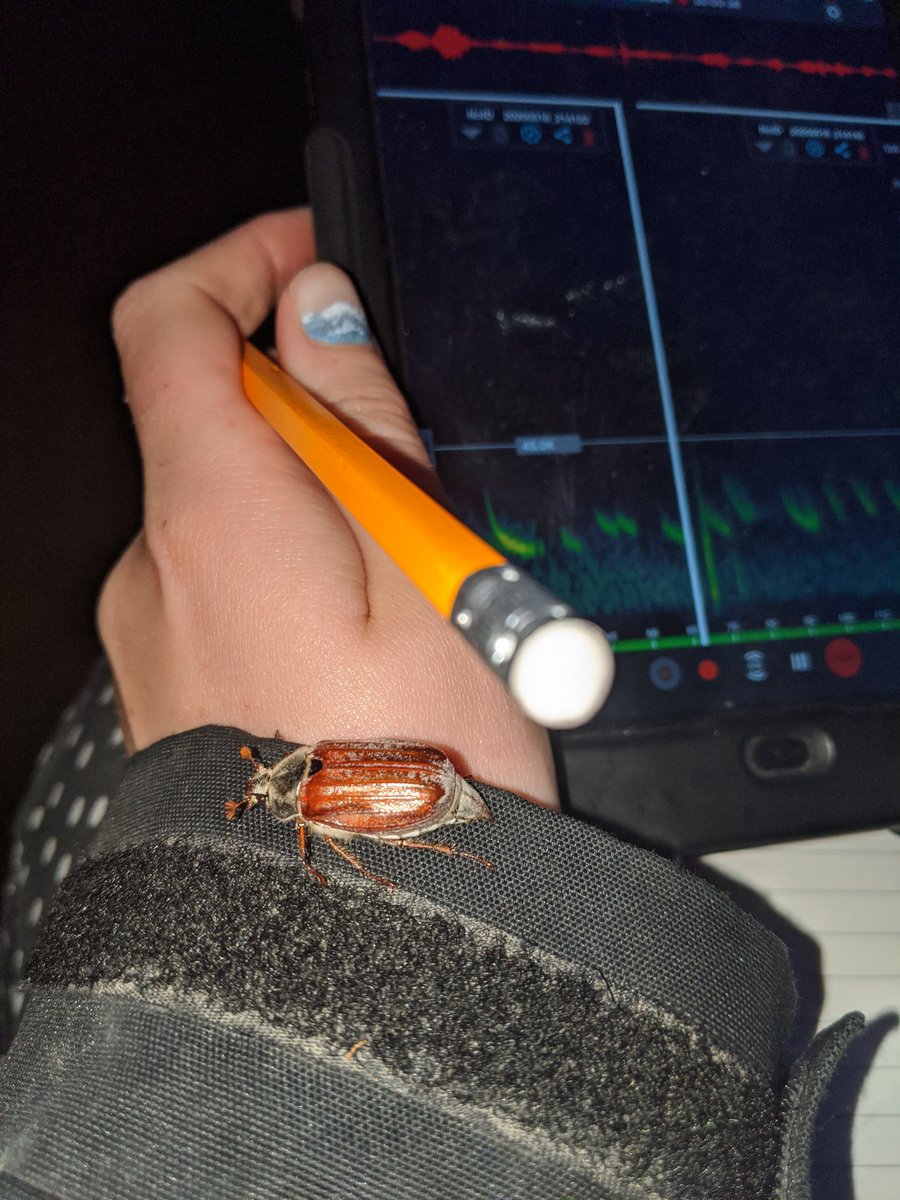 Isabel Commerford (@isabelcommerfo1) on Twitter photo This cockchafer stopped by to see which bat species he needed to avoid last night ๐ฆ <a href="/BakerConsultant/">Baker Consultants - Ecology and Ecoacoustics</a> <a href="/_BCT_/">Bat Conservation Trust</a> #bats #ecology This cockchafer stopped by to see which bat species he needed to avoid last night ๐ฆ <a href="/BakerConsultant/">Baker Consultants - Ecology and Ecoacoustics</a> <a href="/_BCT_/">Bat Conservation Trust</a> #bats #ecology