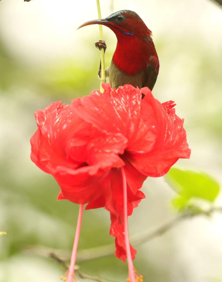 A thread on Sunbirds of India. 1. Purple Rumped, 2. Crimson, 3. Purple and 4. The rarest - Olive backed, from andamans. Show yours?  #sunbird  #nature  #india  #natgeo  #birdphotography  #birding  #wildlifephotography