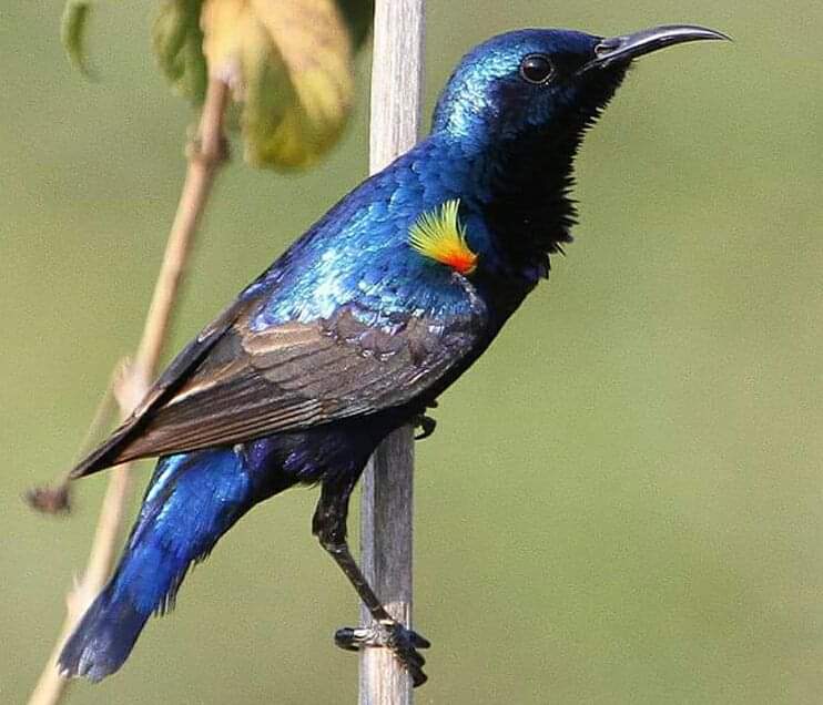 A thread on Sunbirds of India. 1. Purple Rumped, 2. Crimson, 3. Purple and 4. The rarest - Olive backed, from andamans. Show yours?  #sunbird  #nature  #india  #natgeo  #birdphotography  #birding  #wildlifephotography