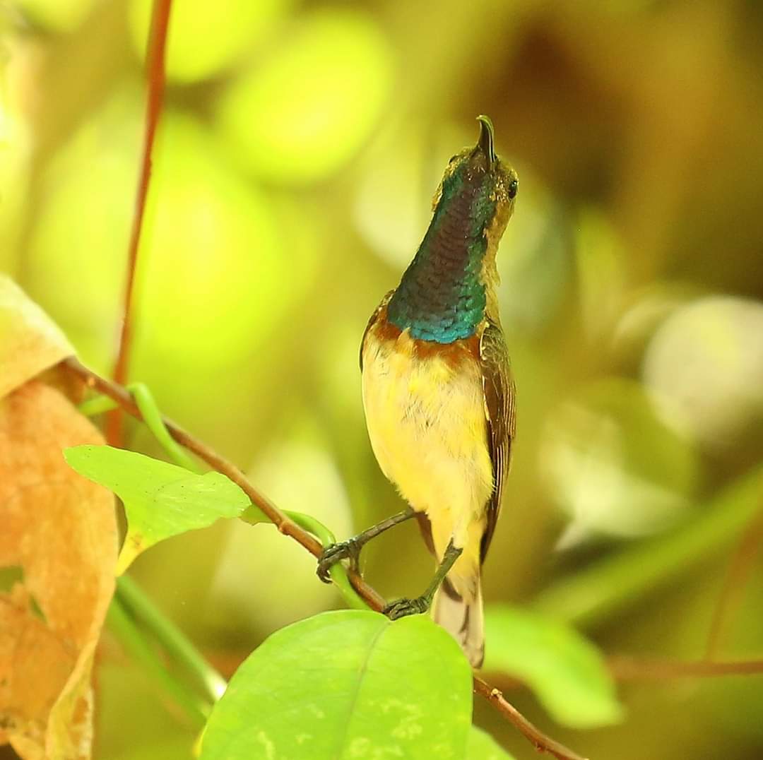 A thread on Sunbirds of India. 1. Purple Rumped, 2. Crimson, 3. Purple and 4. The rarest - Olive backed, from andamans. Show yours?  #sunbird  #nature  #india  #natgeo  #birdphotography  #birding  #wildlifephotography