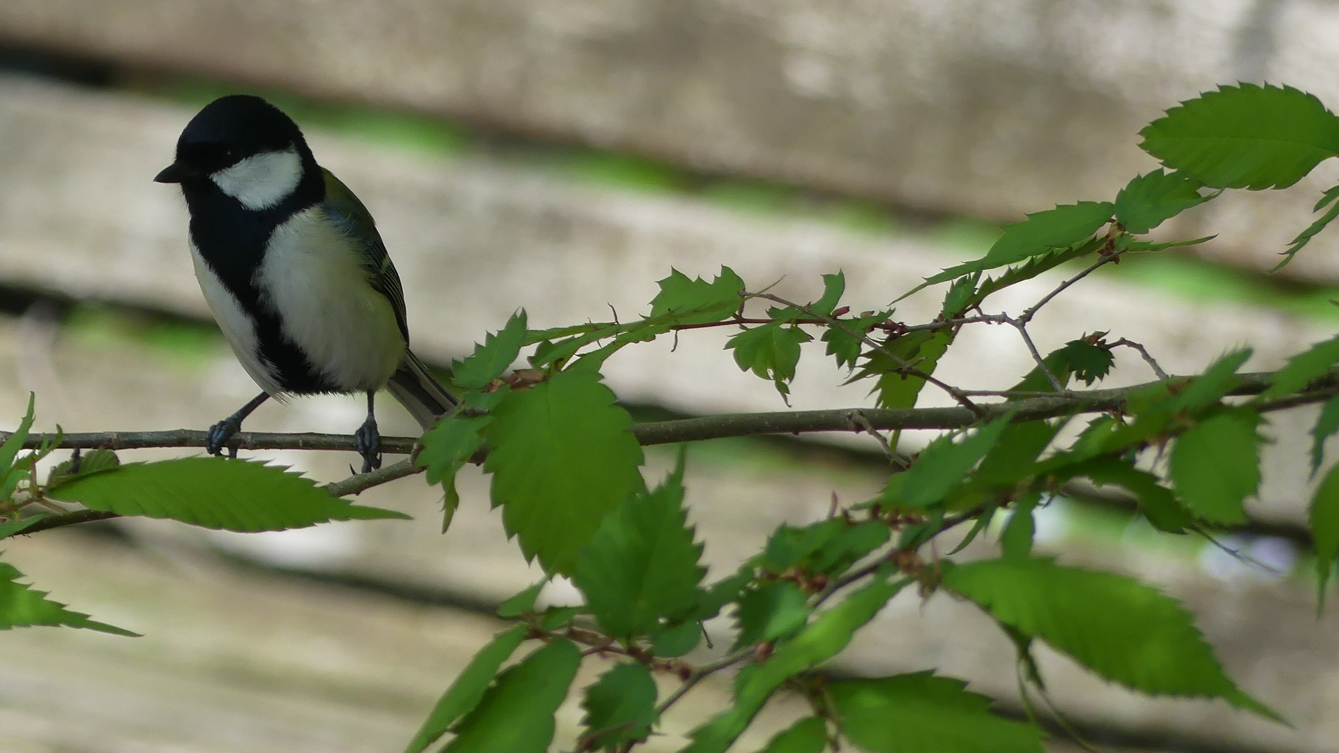 טוויטר 盛岡市動物公園 Zoomo בטוויטר 野鳥ファンの皆様お待たせしました テレワークやビデオ会議に是非ご活用ください シジュウカラ 野鳥 と一緒 Zoomatzoo Zoojo Zoomo壁紙 バーチャル背景 Stayhome T Co G9ubiv2cto