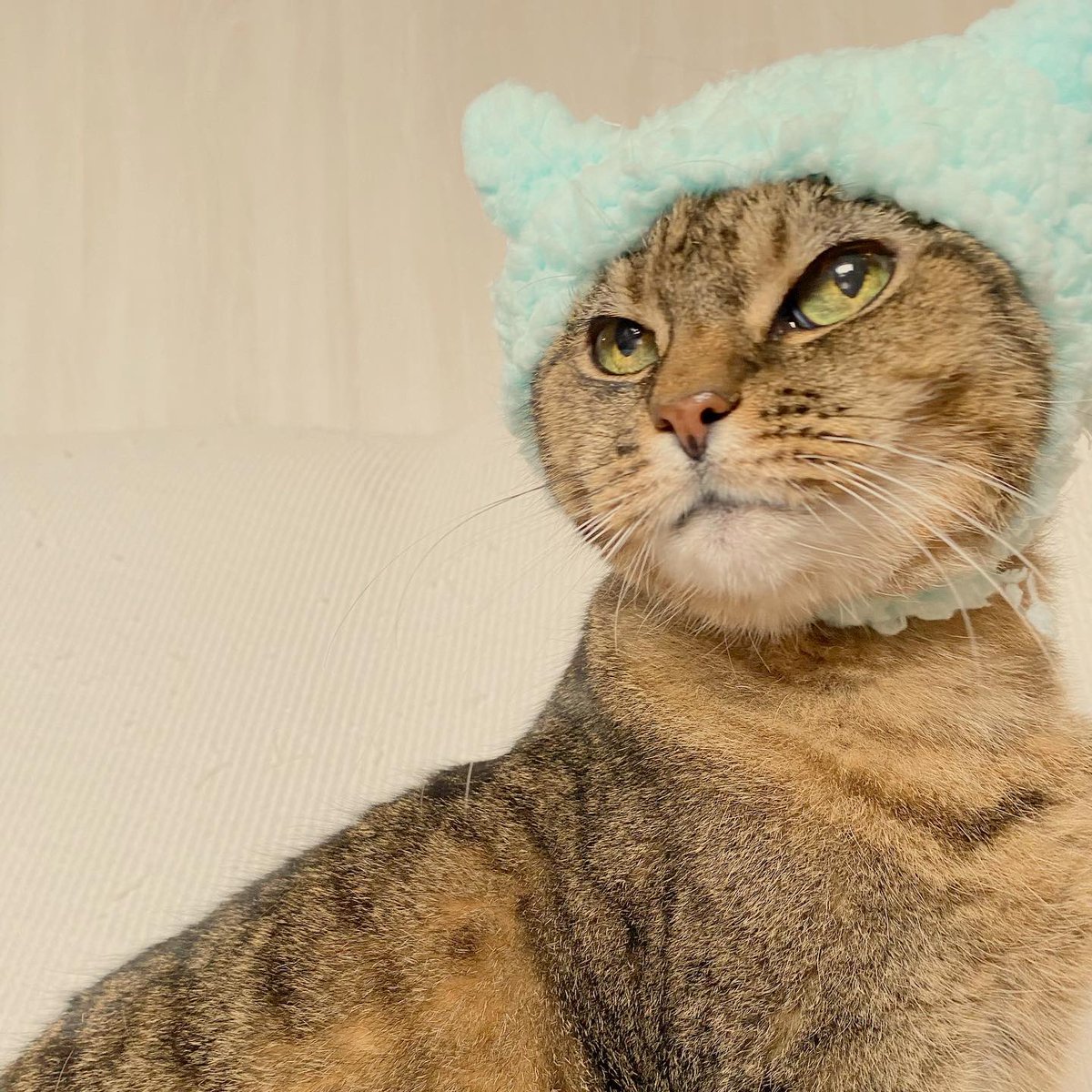 satomayumi10's tweet photo. 青いひつじのにゃんず😼
#cat #catlover #hatforcat #catcrazy
#ねこ #ねこばか #ガチャガチャ #あおいひつじ #ねこのぼうしガチャ #猫好きさんと繋がりたい https://t.co/8USAm9S3zs