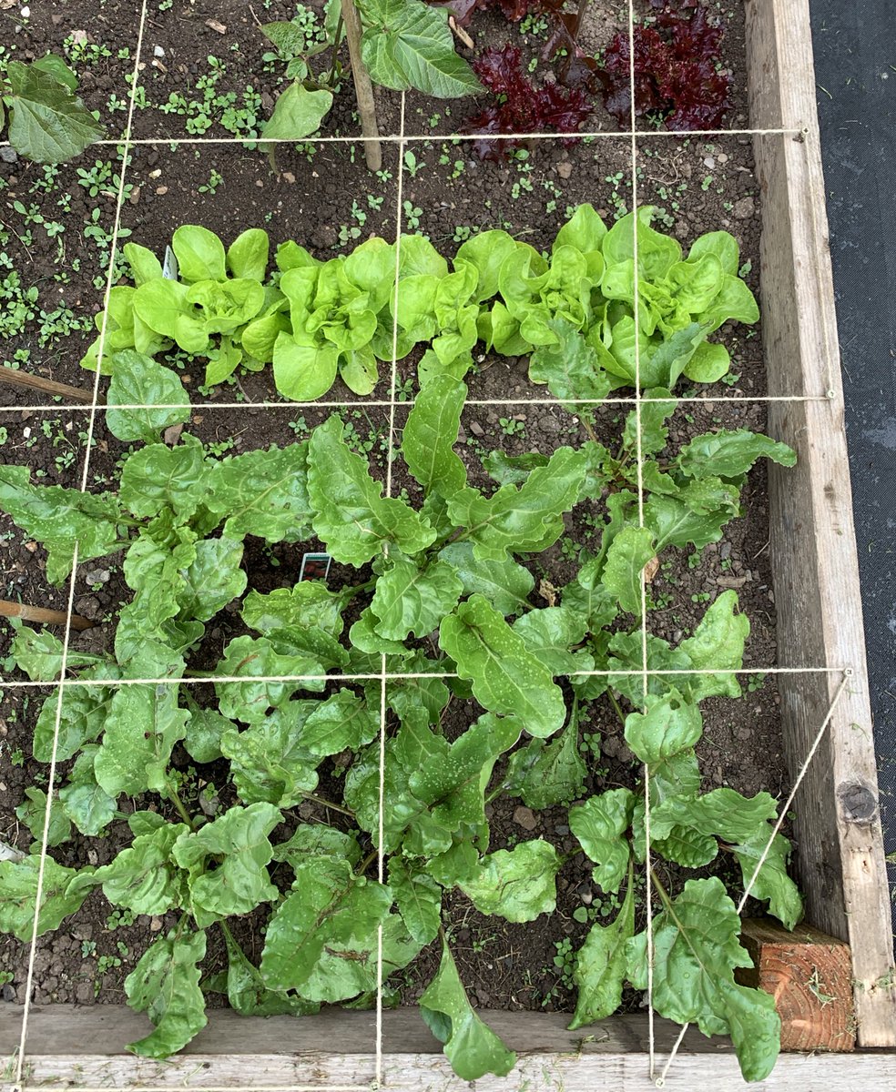 TretheweyAlice's tweet photo. Favourite part of working from home. Having time before zoom o’clock to flex my green fingers 💚 https://t.co/n1XUFGEQMX