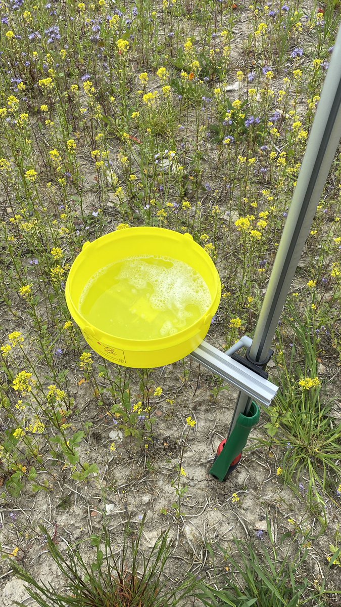BauerHolti's tweet photo. Ihr wisst ja ich mag Digitale Technik. Durch Corona hab ich diesen digitalen Leckerbissen leider zu spät für die Saison erhalten. Aber ich bin ja neugierig also ab damit an die Blühfläche. Darf ich vorstellen die #YellowTrap von @Bayer4Crops https://t.co/hXEoYS2lnU