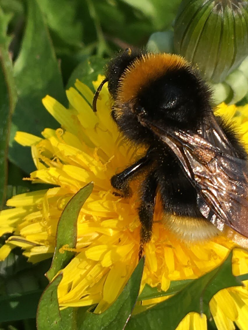 Open Air Labs (OPAL) tweet media