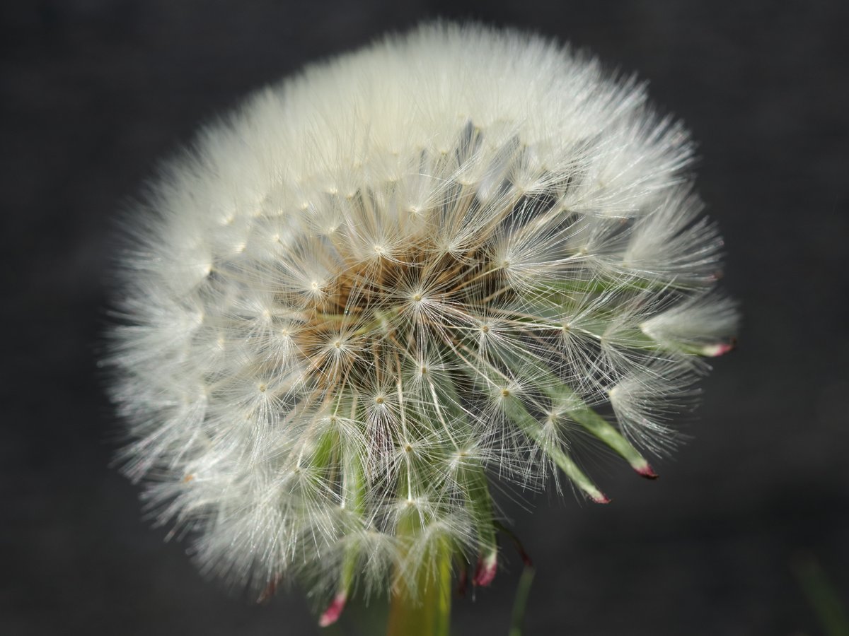 iain green tweet media