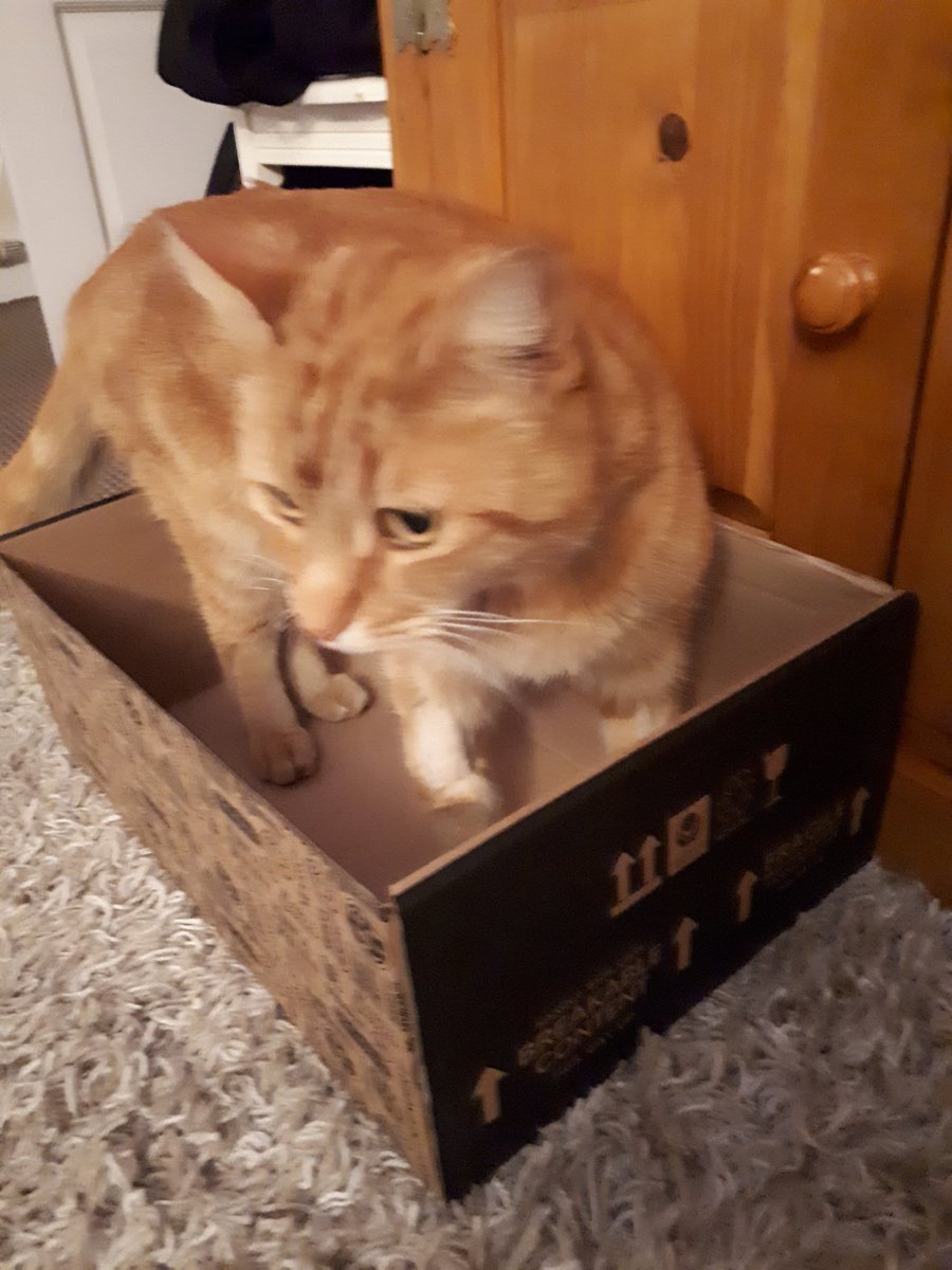 NamasteOlly's tweet photo. Thanks bald Mum for keeping my friends updated and thanks everyone for the paw circle 🧡 I'm glad to be home but I'm a bit unsure about everything. I have bald patches now! Little sister is a bit too lively and the sardines are lovely but Im sure they're laced #Steroids #Antib https://t.co/5o9aVp5bnC