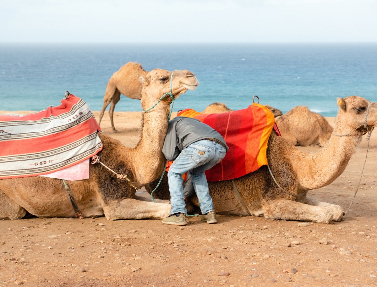 FujifilmUK's tweet photo. “On a family trip to Spain, we decided not to ride camels on the beach. However, I thought this was a silly moment and so I captured it with my FUJIFILM X-Pro2, I love all of the colour!” – Featured photographer @zachandallie. https://t.co/mZXUAiYUhe
