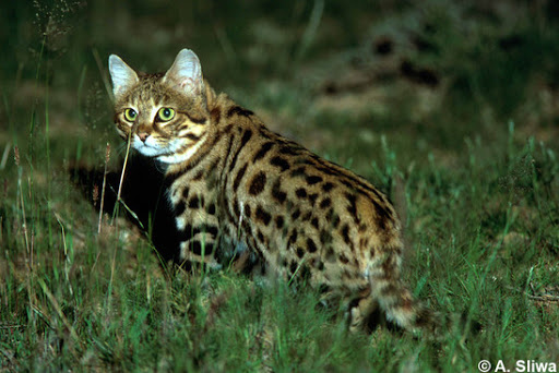 Sawamura Haruka : Black-footed cat- Small - But also brave- Tenacious- Surprisingly hardy for being so small- You know that scene in the movie where Haruka threatens Majima? Yeah that's a black-footed cat basically