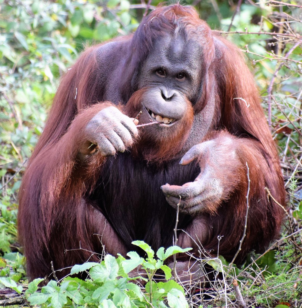 diamondaggers's tweet photo. Happy 12th Birthday to Wousan, Bornean orangutan @PaigntonZoo #orangutan #endangered https://t.co/twaHFdG1rU
