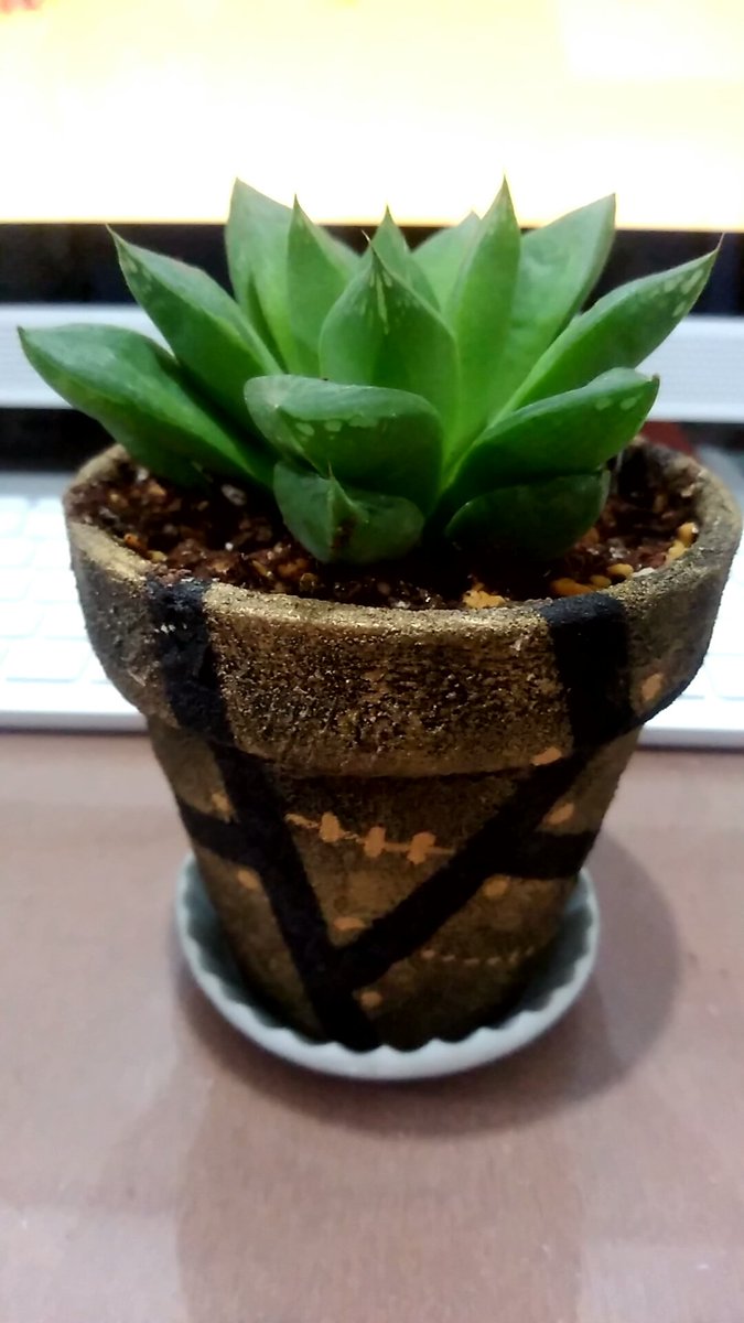 とも 日曜に植え替えたハオルチア 外出自粛で暇だったので初めて鉢のリメイクもしてみました リメイクすると鉢に愛着が湧きますね ハオルチア 多肉植物の植え替え ベランダーズ 外出自粛 リメイク鉢 多肉植物好き