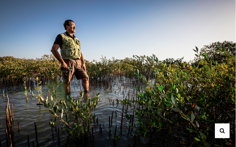 carlosduartephd's tweet image. Check the feature on my research on Blue Carbon entitled "These vast hidden forests under the sea could help save Earth” @Wired Middle East 
 wired.me/science/enviro… via 

@BlueCPortal