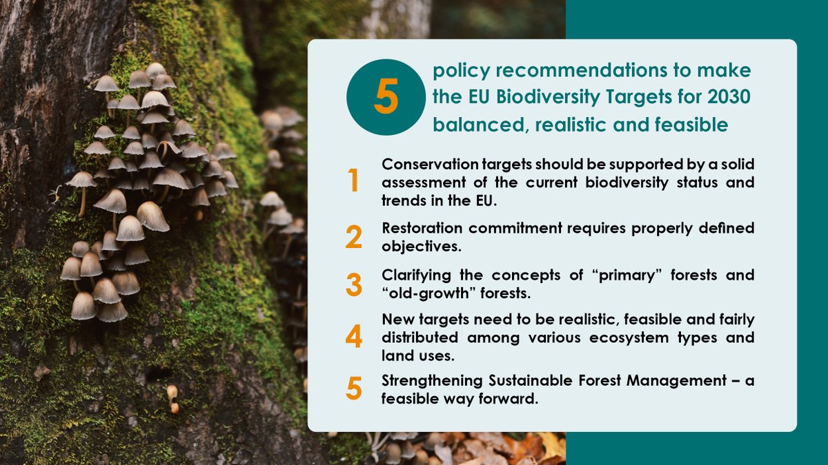 EUSTAFOR's tweet image. Prior to📣 of #EUBiodiversityStrategy, #EUStateForests highlight 5 policy recommendations to make the Strategy's targets for 2030 balanced, realistic &amp;amp; feasible. #EUforests' future depends on today's political &amp;amp; managerial decisions. 

🆕 position paper 👉bit.ly/2Xc9cVA