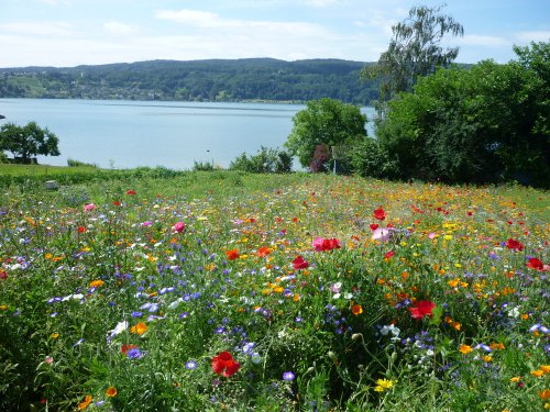 semaeSudOuest's tweet photo. Végétal local : les espèces sauvages s\'invitent dans nos paysages #semencemag https://t.co/3UL3V8eaNz https://t.co/33gUaB1TPz