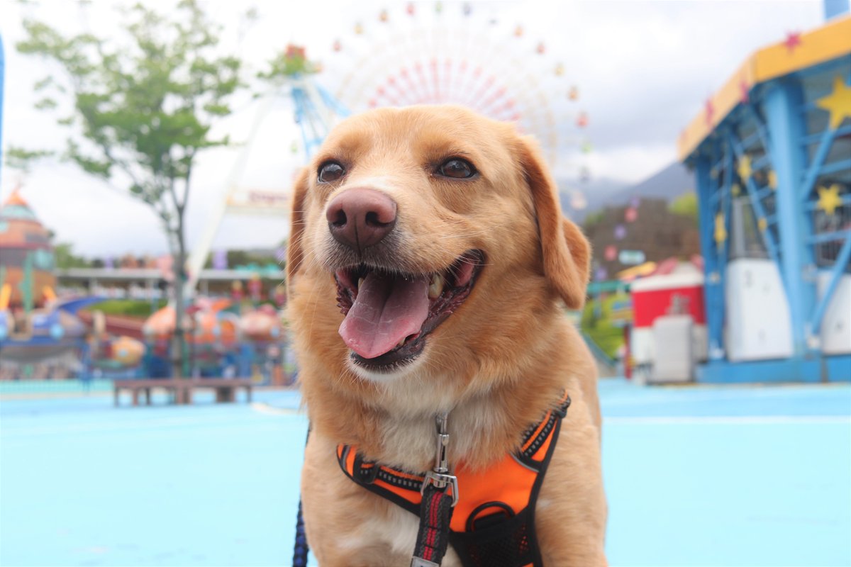 那須ハイランドパーク Sos 保護犬譲渡 活動でクラウドファンディングが立ち上がりました T Co Sa4wnloynx コロナショックの中でも 1頭でも多くの命を幸せにしていくため見守っていただけると嬉しいです 那須ハイランドパーク Sos活動