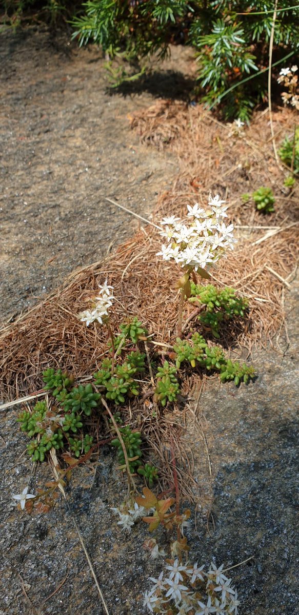 srmcarla's tweet photo. #ipiccoli
Dio si stanca dei grandi regni, mai dei piccoli fiori.
R. Tagore
...la preziosità dei piccoli a cui Dio si rivela! https://t.co/tBadMU85NO