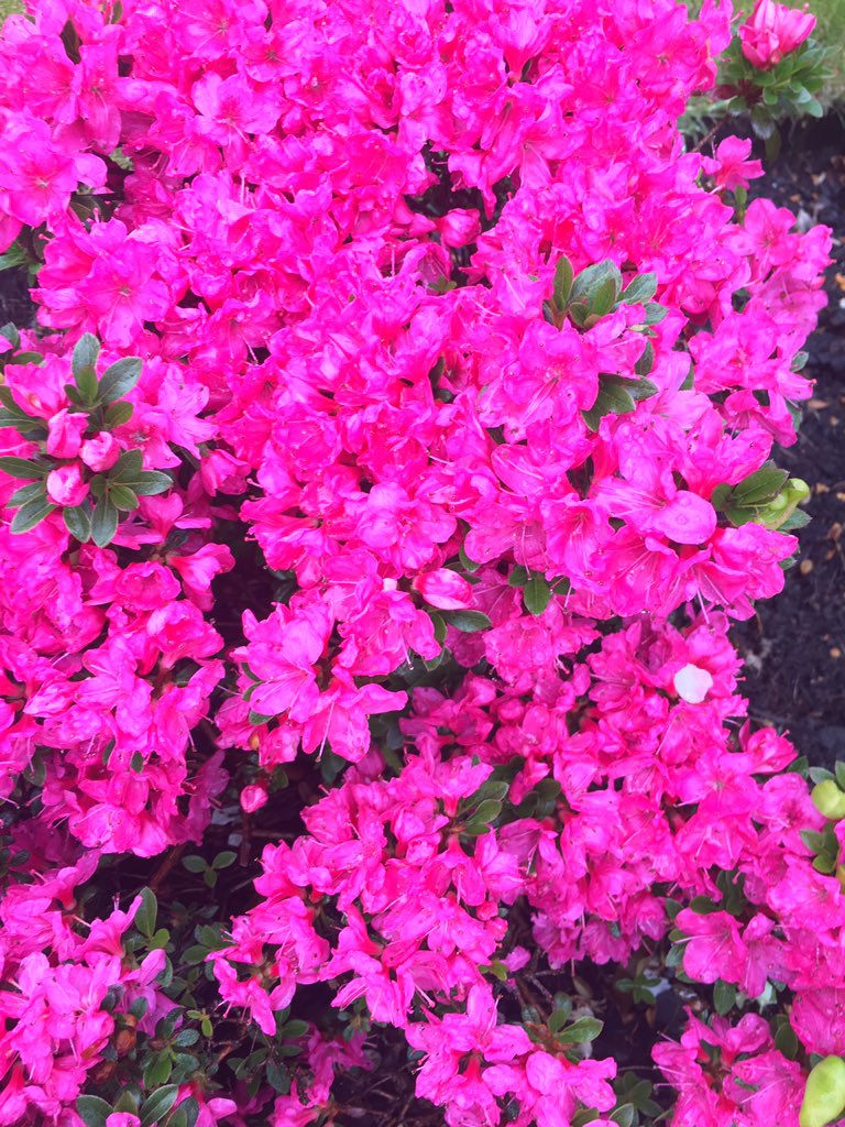 Gordon McIntyre MBE tweet media