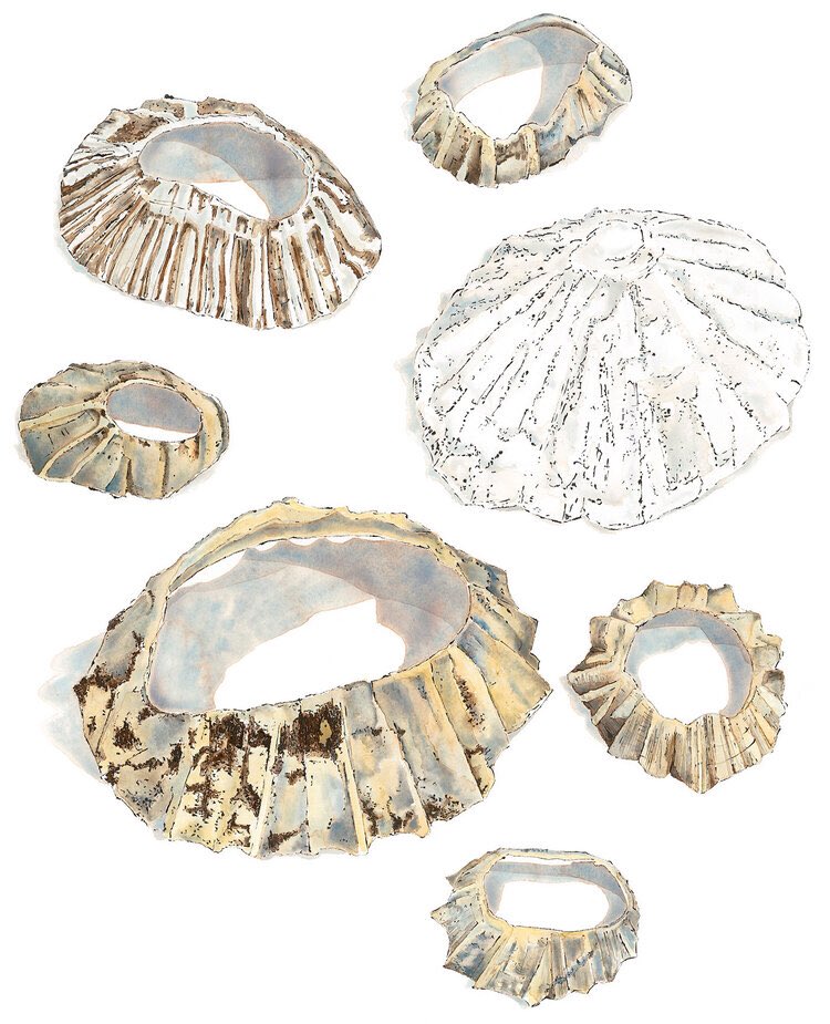 LucyclaytonLucy's tweet image. Some seaside treasures from happy days spent at the beach - love the bumps &amp;amp; stripes of #limpets 
lucyclaytonart.co.uk/work#/seafood/ #Watercolour #blottedline #art #beachhousedecor #shells #sealife #brokenlimpet #seaside #beach