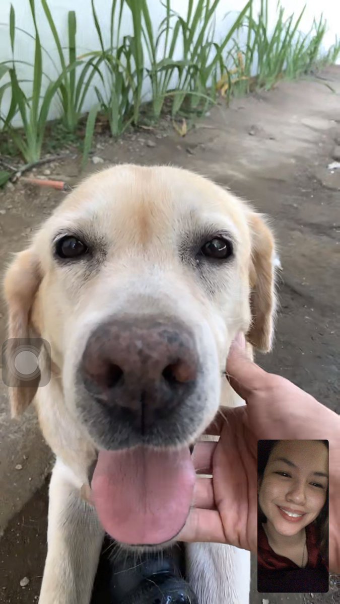 LaurelYanah's tweet photo. Missing these two silly creatures so much! Daily Facetime dates with @YokiNiRafa and @rafasreyna! https://t.co/REpJgKeJ2M