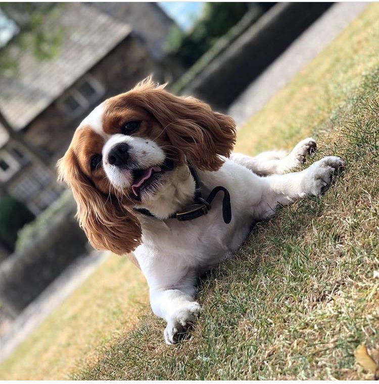 Day 2, Jane Ellis from our Courses team tells us that getting out with her dog, Ted, for a walk is good for her mental health

 #MentalHealthAwarenessWeek #TuesdayMotivation #BeKind #kingcharles #dog #companion <a href="/JaneMrsellis1/">Jane Ellis</a>