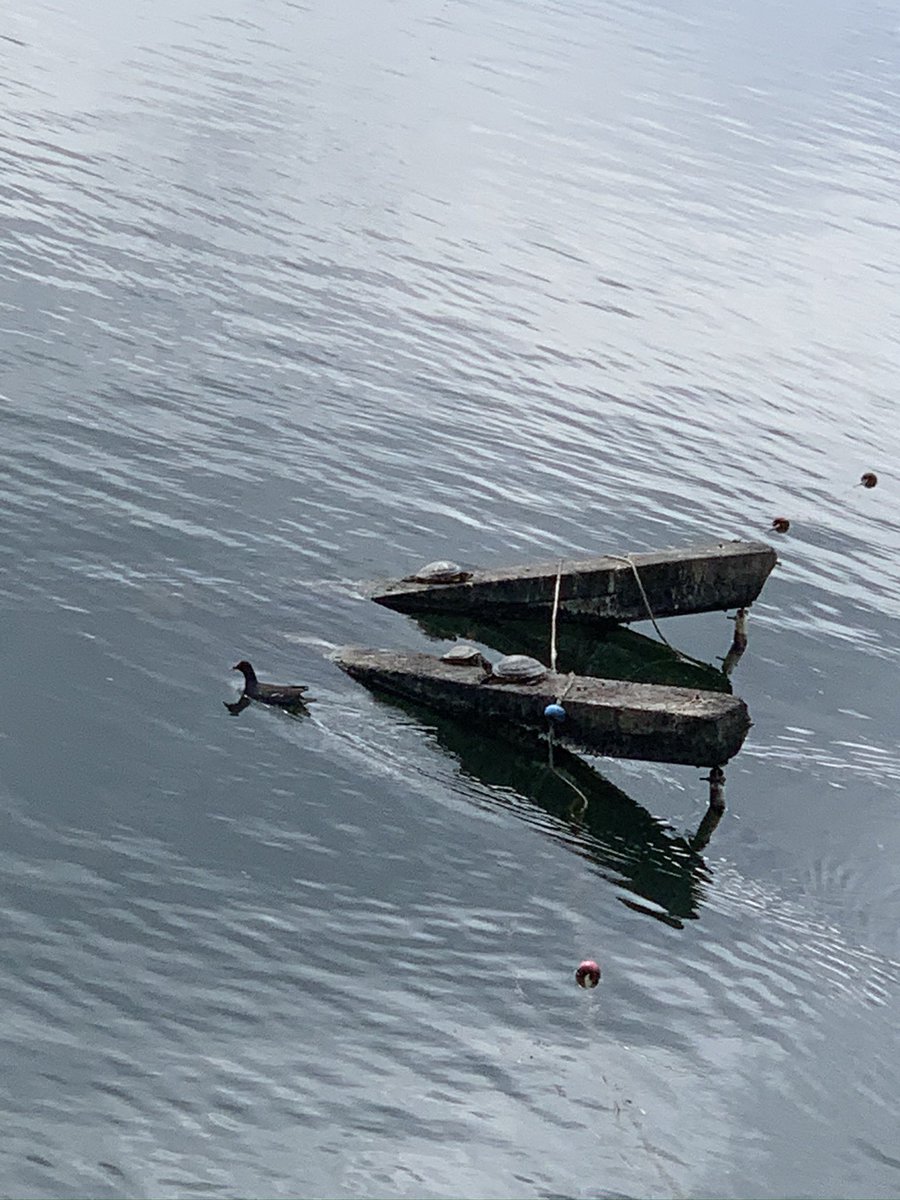 loulabellehen's tweet photo. Turtles 🐢 of Wath 😍 we finally managed to get a picture of all 3 yesterday. So lucky to have this all on our doorstep and the girls look forward to seeing the wildlife @WombwellParkSt https://t.co/fsAhB2UE3d