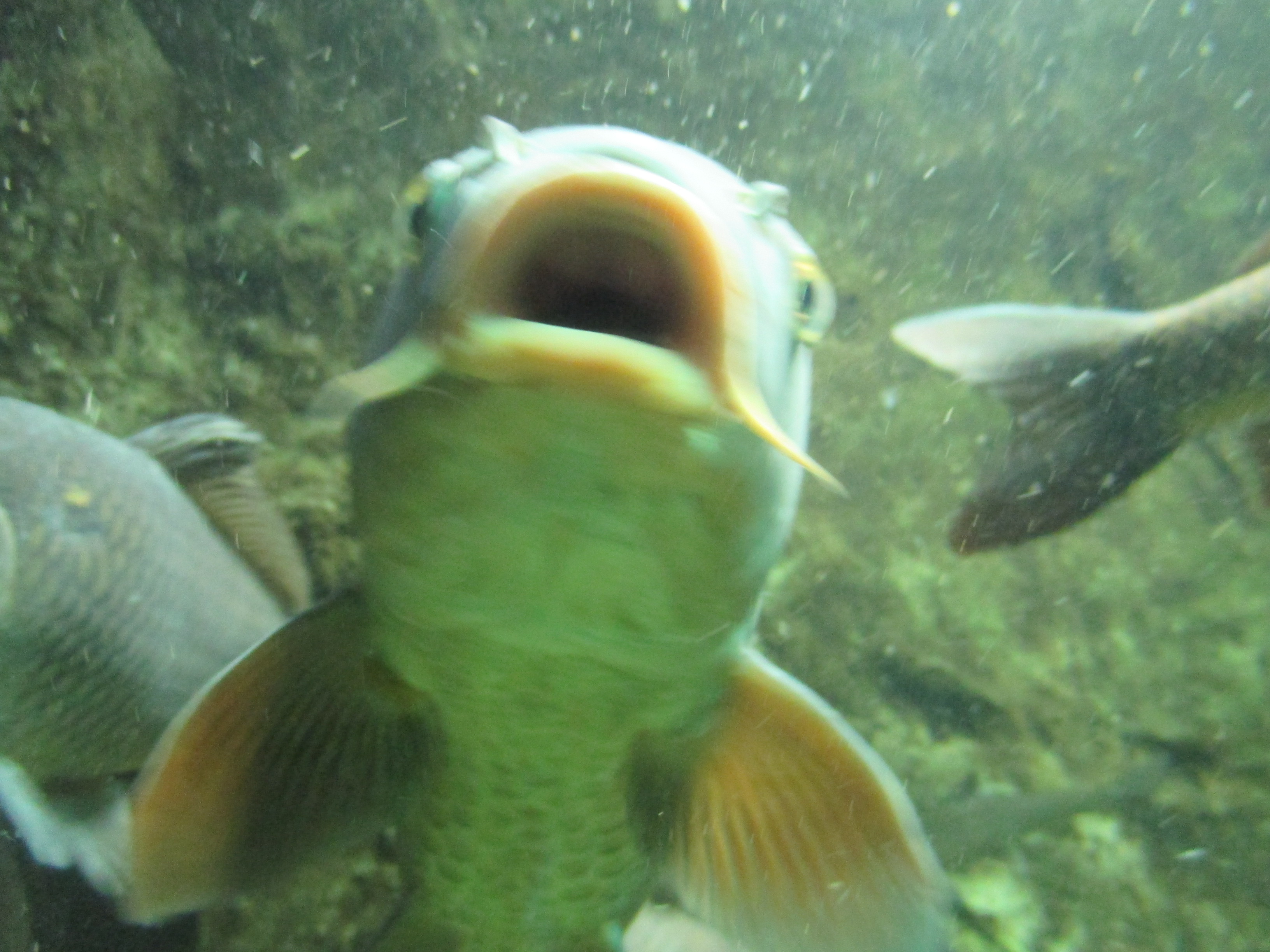 さいたま水族館 羽生水郷公園 公式 En Twitter 定期的にあげたくなるコイの顔 どことなく憎めないんですよね W 一枚目はなんだかとぼけた顔したコイ 二枚目はちょっと叫んでいるコイ ﾟdﾟ 三枚目はコイの仲間でコイではない アオウオ W 口に