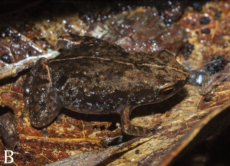 I would like to introduce you to the world's most newly described species of miniaturised frog, Stumpffia froschaueri, endemic to the Sahamalaza region of Northwest Madagascar https://zookeys.pensoft.net/article/47619 